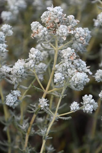 Felty Germander Bonsai