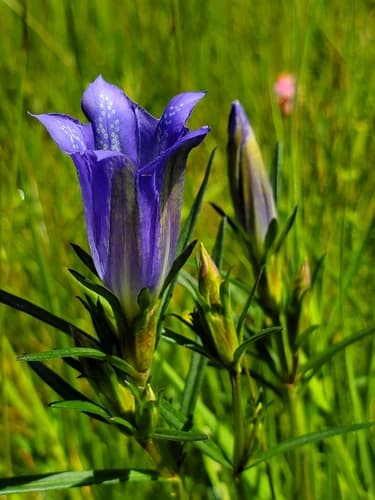 Marsh Gentian