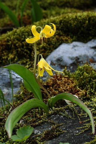 Glacier Lily Bonsai Specimen