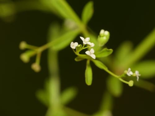 Stiff Marsh Bedstraw