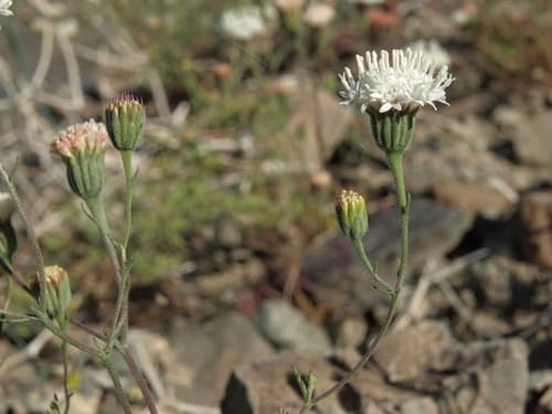 Pebble Pincushion Wildflower Specimen