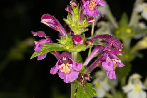 Broad-leaved Hemp-nettle