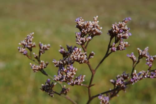 Western Marsh Rosemary