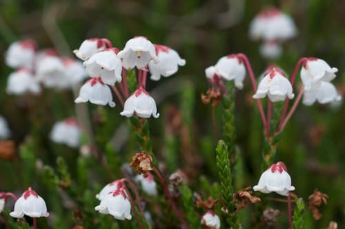 Western Moss-Heather Bonsai