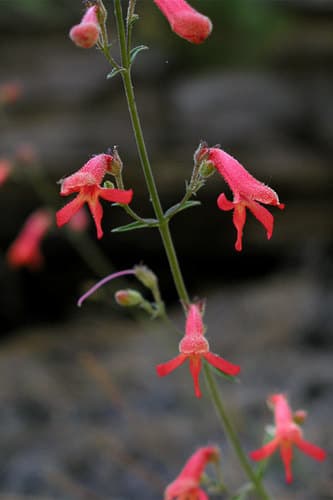 Bridges' Penstemon