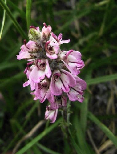 Little Elephant's Head