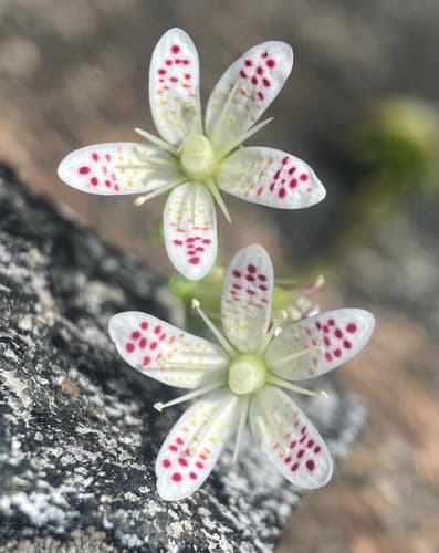 Mat Saxifrage Bonsai