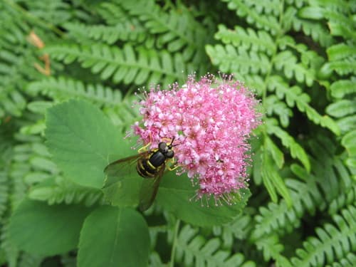 Mountain Spirea Bonsai
