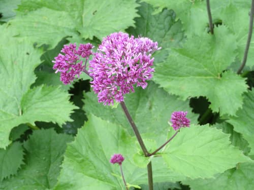 Hedge-leaved Adenostyle Bonsai