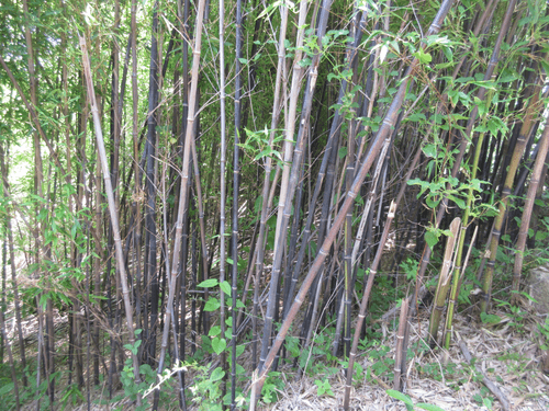 Black Bamboo
