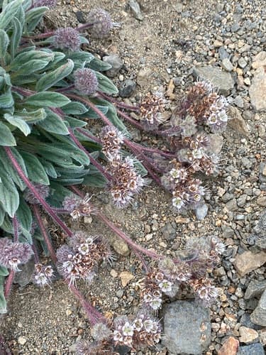 Silverleaf Phacelia Bonsai (Hypothetical)
