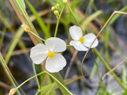 Grass-leaved Arrowhead