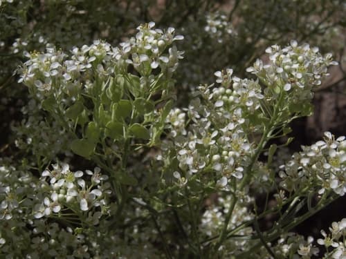 Desert Pepperweed