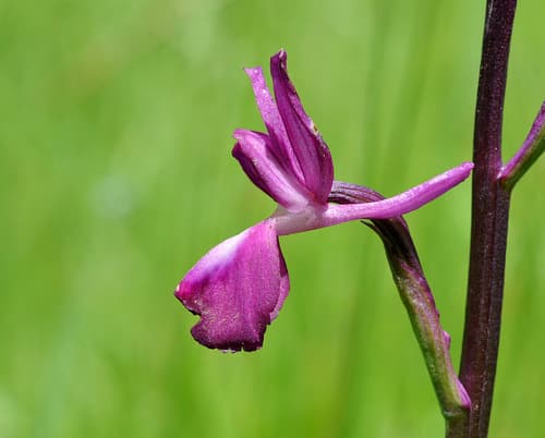 Loose-flowered Orchid (Non-Bonsai Specimen)
