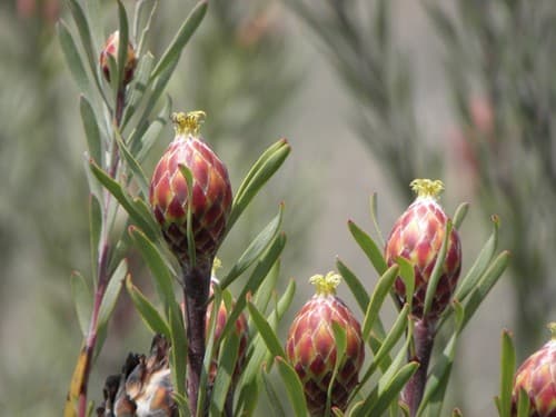 Spinning-top Conebush Bonsai