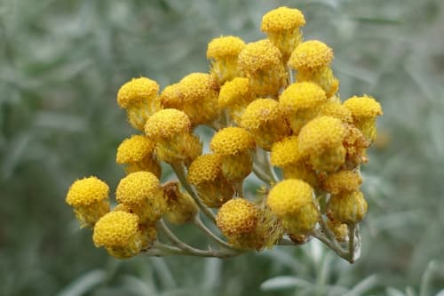 Clustered Everlasting