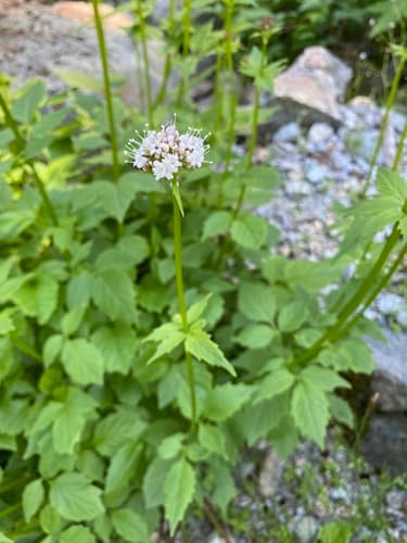 Sitka Valerian