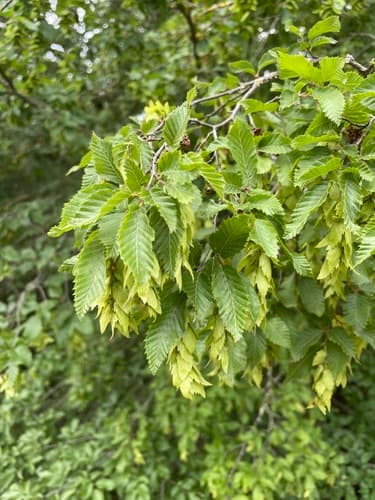 Eastern Hornbeam