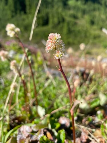 Leatherleaf Saxifrage Bonsai