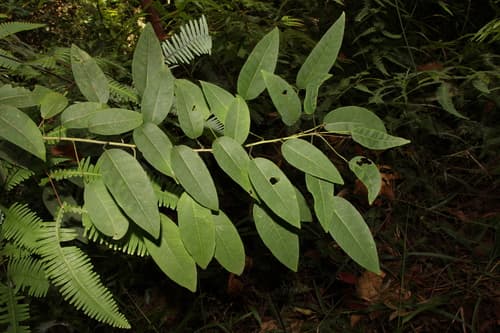 Mountain Tallow Branch