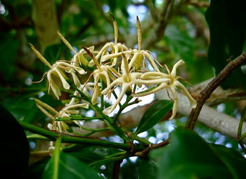 Aidia cochinchinensis Bonsai
