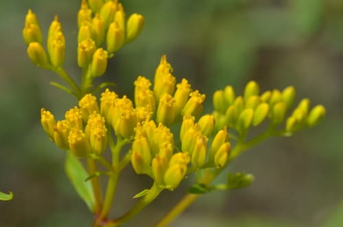 Narrowleaf Yellowtops
