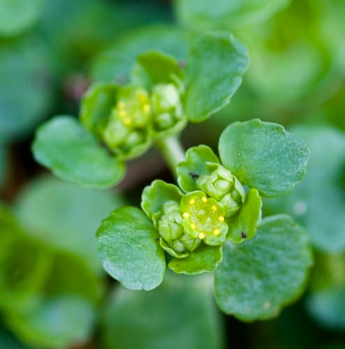 Opposite-leaved Golden-saxifrage