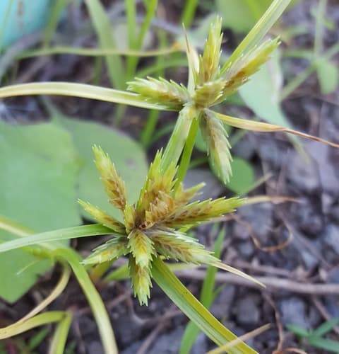 Poorland Flatsedge Bonsai