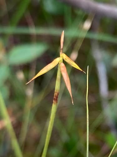few-flowered sedge