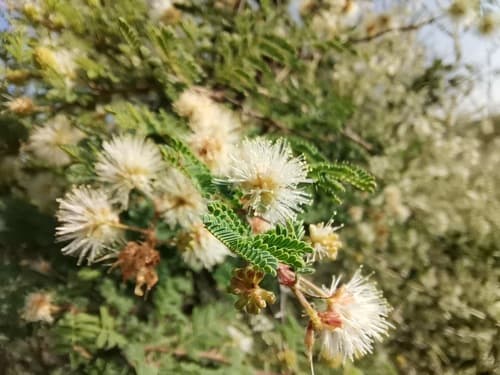 Catclaw Mimosa Bonsai