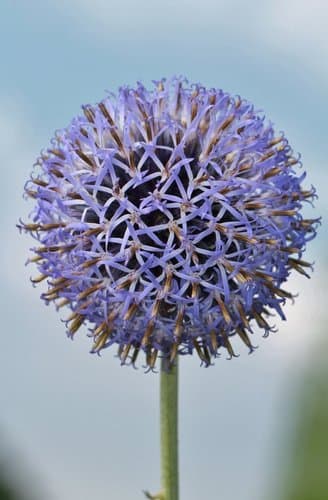 Blue Globe-thistle Bonsai