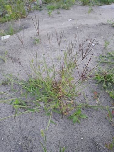 Smooth Crabgrass Specimen