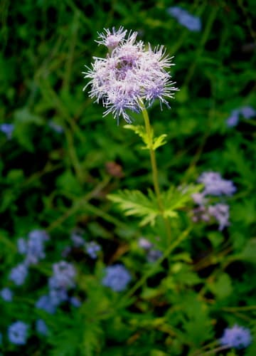 Palmleaf Mistflower