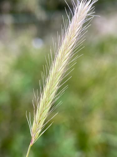 Meadow barley