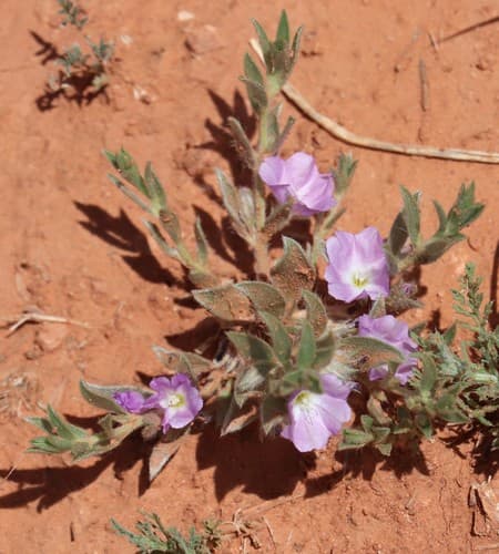 Shaggy dwarf morning-glory