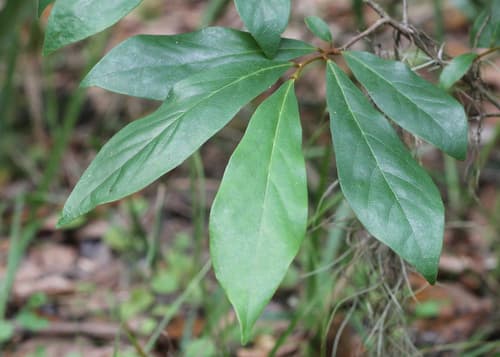 Small-Flower Pawpaw Bonsai