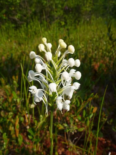 White-fringed Orchid