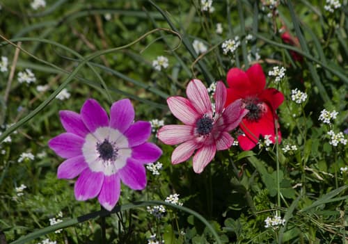 Peacock Anemone (Wildflower)