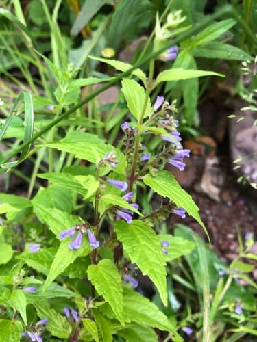 Side-flowering Skullcap