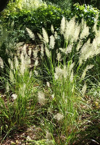 Rough Reedgrass