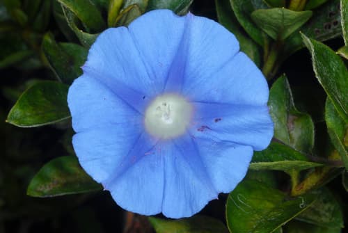 Ivy-leaved Morning-glory Flower