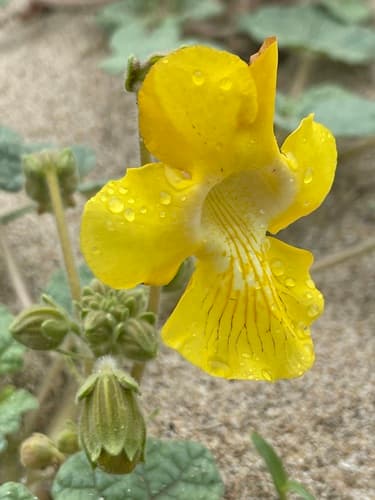 desert unicorn-plant