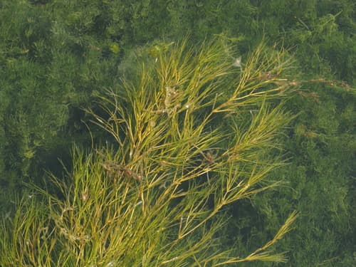 Fennel-leaf Pondweed