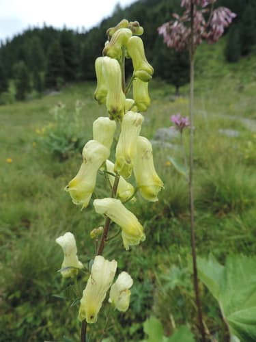 Yellow-flowered Monkshood