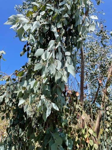 Silver Dollar Gum Bonsai