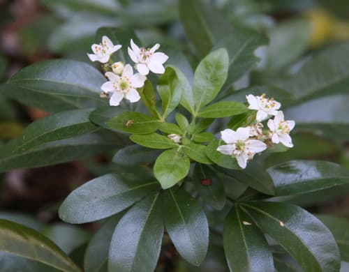 Mexican Orange Bonsai