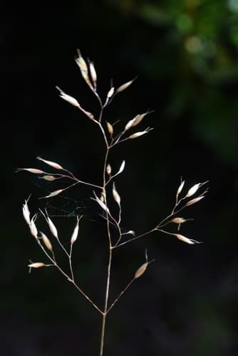 Wavy Hair-Grass