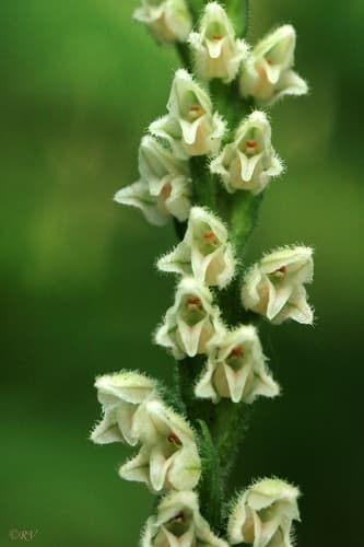 Lesser Rattlesnake Plantain