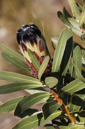 Blackbeard Sugarbush