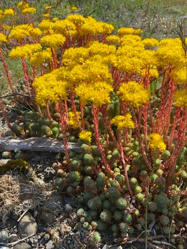 Rock Stonecrop Bonsai Specimen
